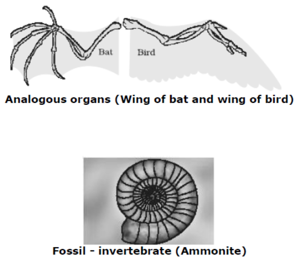 CBSE Class 10 Science Heredity And Evolution Notes Set A